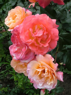 plant-107462